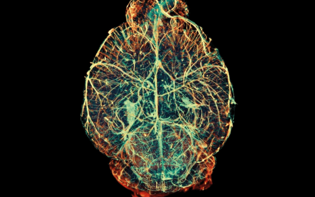 It takes two to make a brain grow right