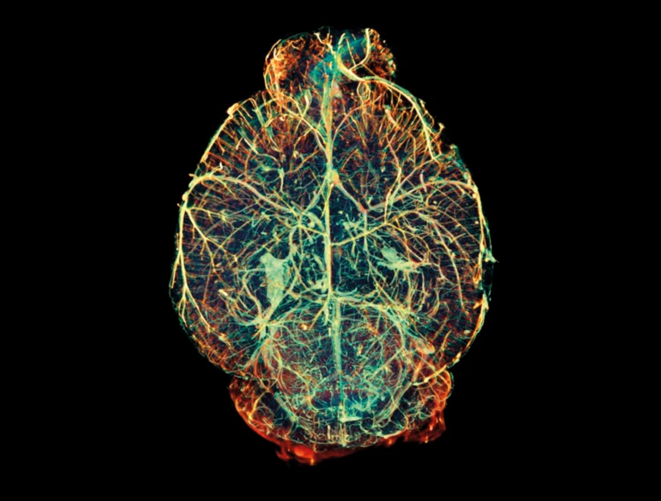 It takes two to make a brain grow right