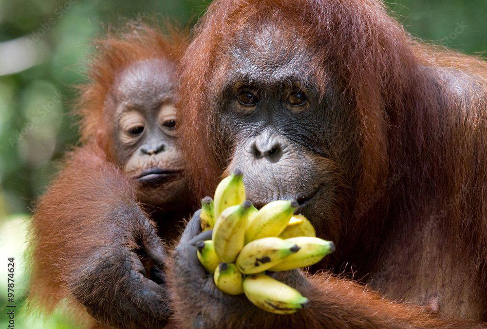 Gillian Forrester on gesturing gorillas, babbling babies and the origins of human language