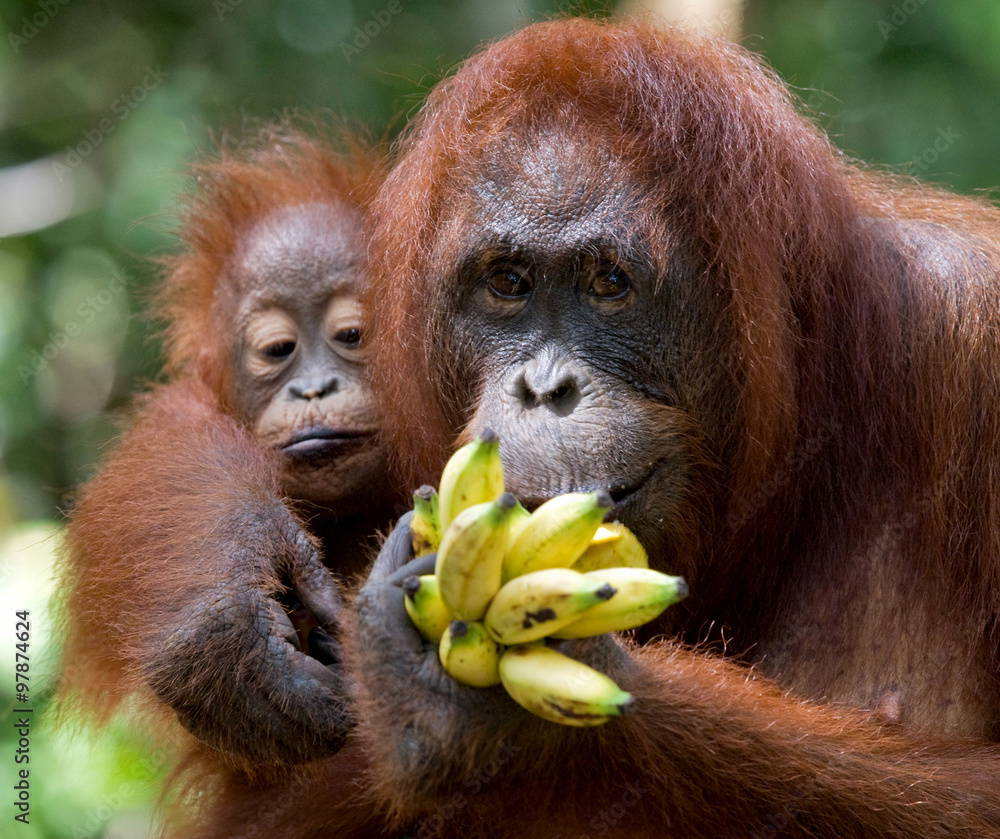 Gillian Forrester on gesturing gorillas, babbling babies and the origins of human language
